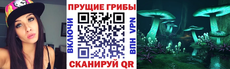 Псилоцибиновые грибы Psilocybe Гуково